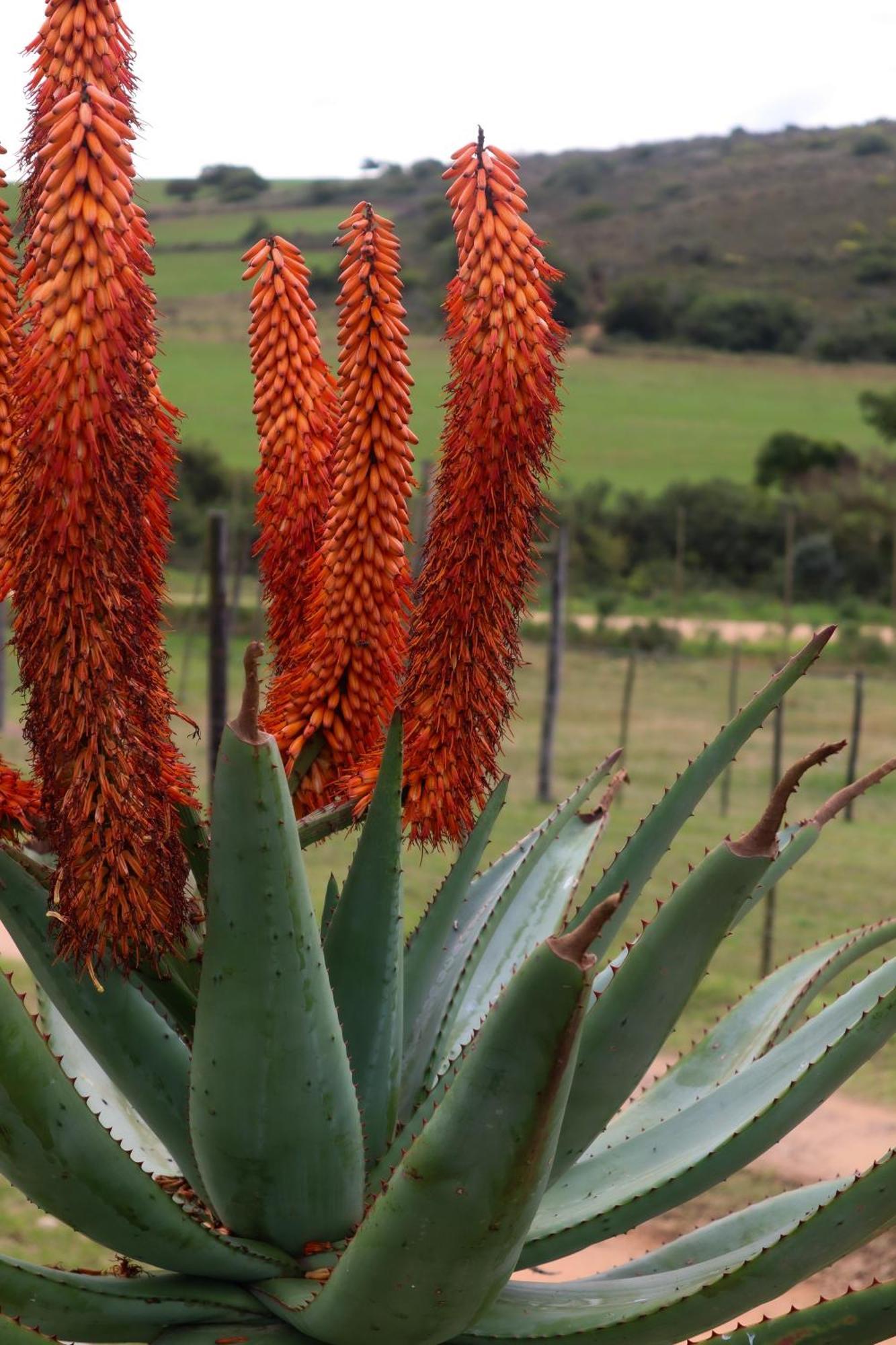 Outeniquabosch Lodge Hartenbos Luaran gambar